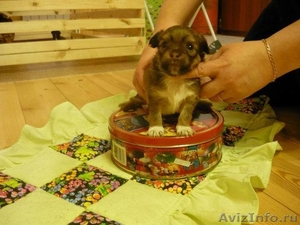 Продается щенок чихуахуа - Изображение #2, Объявление #201298