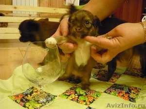 Продается щенок чихуахуа - Изображение #3, Объявление #201298