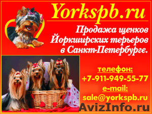 Продажа щенков йоркширского терьера, йорки - Изображение #8, Объявление #211720