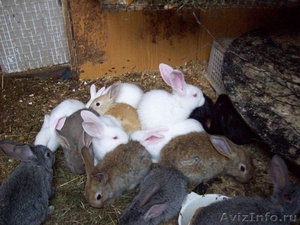 Кролики мясной породы - Изображение #6, Объявление #229185