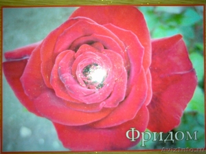 Саженцы чайно-гибридных роз - Изображение #1, Объявление #246648