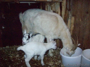Козочки от молочной козы - Изображение #2, Объявление #229142