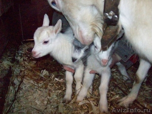 Козочки от молочной козы - Изображение #3, Объявление #229142