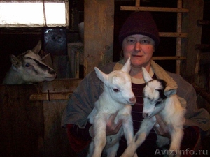 Козочки от молочной козы - Изображение #4, Объявление #229142