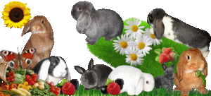 Карликовые кролики.Питомник ЛАРСиК. - Изображение #1, Объявление #274150