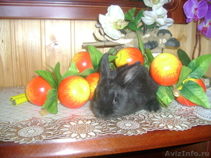 Карликовые крольчата - Изображение #2, Объявление #254583