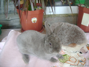 Карликовые крольчата - Изображение #8, Объявление #254583