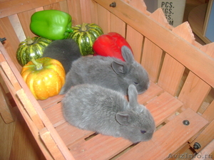 Карликовые крольчата - Изображение #7, Объявление #254583