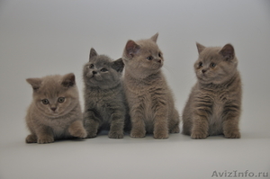 Клубные британские котята - Изображение #1, Объявление #278545