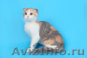 Питомник Диамонд-кетс шотландских кошек - Изображение #3, Объявление #254330