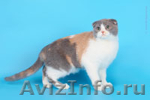Питомник Диамонд-кетс шотландских кошек - Изображение #2, Объявление #254330