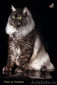 Курильский Бобтейл котята - Изображение #2, Объявление #277510