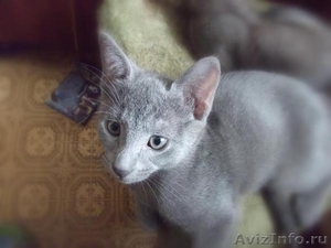 Очаровательные котята Русской голубой кошки - Изображение #1, Объявление #249241