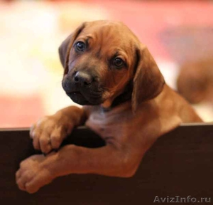 Чудесный щенок родезийского риджбека экстра класса! - Изображение #1, Объявление #251897