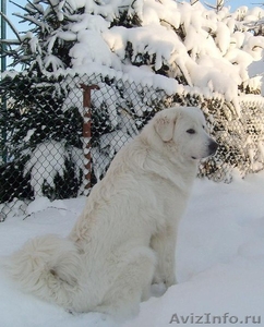 Щенки пиренейской горной собаки - Изображение #4, Объявление #267458