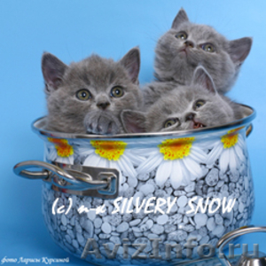 Британские элитные котята с доставкой - Изображение #1, Объявление #282120