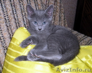 Продам котят русской голубой кошки - Изображение #1, Объявление #279997