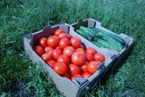 тепличные овощи: томат  - Изображение #2, Объявление #288546