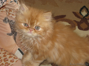 Продам очаровательних персидских котиков - Изображение #3, Объявление #294452
