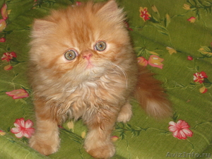 Продам очаровательних персидских котиков - Изображение #1, Объявление #294452