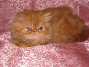 Продам очаровательних персидских котиков - Изображение #5, Объявление #294452