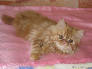 Продам очаровательних персидских котиков - Изображение #2, Объявление #294452