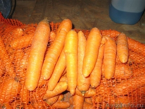 продам морковь мытую и томаты - Изображение #3, Объявление #286384
