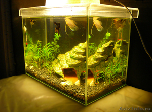 аквариум на 40 литров с рыбками - Изображение #2, Объявление #294274