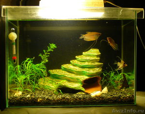 аквариум на 40 литров с рыбками - Изображение #3, Объявление #294274