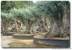 Пальмы, цитрусовые и оливковые деревья всех форм и размеров - Изображение #1, Объявление #337537