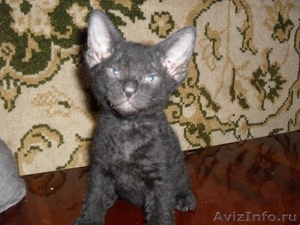 Продаются очаровательные ушастики -  котята донского сфинкса - Изображение #1, Объявление #326077