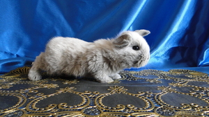 карликовые вислоухие кролики - Изображение #1, Объявление #368116