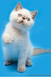 котята персидские - Изображение #2, Объявление #369193