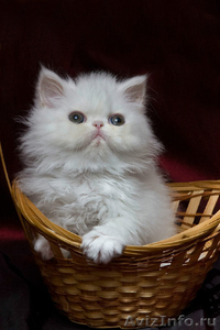 котята персидские - Изображение #3, Объявление #369193