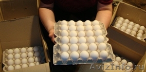 Яйцо куриное продажа в СПб Лен. Обл. 2011 - Изображение #1, Объявление #362767