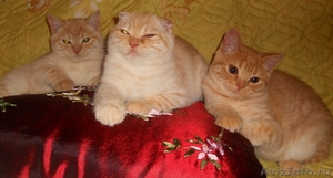 Мраморные британские и шотландские котята - Изображение #1, Объявление #377577