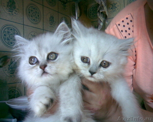 Персидские серебристые котята клубные - Изображение #3, Объявление #376750