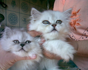 Персидские серебристые котята клубные - Изображение #1, Объявление #376750