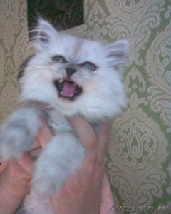 Персидские серебристые котята клубные - Изображение #2, Объявление #376750