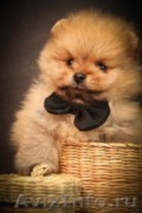 продаются щенки немецкого миниатюрного шпица - Изображение #2, Объявление #376466