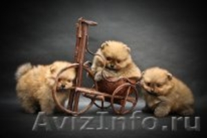 продаются щенки немецкого миниатюрного шпица - Изображение #1, Объявление #376466
