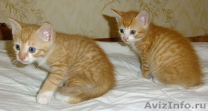 Рыженькие котята ждут хозяев - Изображение #1, Объявление #392957