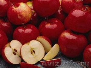 польские яблоки - Изображение #1, Объявление #419944