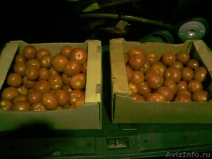 Продам томаты тепличные оптом из Беларуссии, есть в наличии. - Изображение #1, Объявление #407488