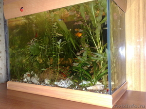 продам аквариум с рыбками - Изображение #1, Объявление #436483