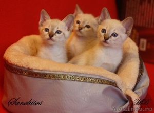 Котята тайской породы - Изображение #1, Объявление #447667