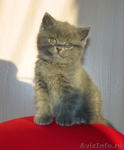 Продаются  клубные Британские котята, шоу-класса.  - Изображение #5, Объявление #446421