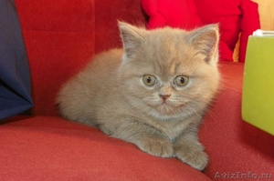 Продаются  клубные Британские котята, шоу-класса.  - Изображение #4, Объявление #446421