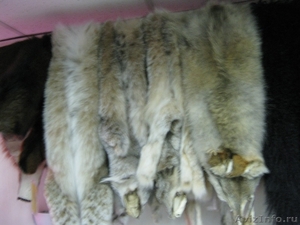 Кожаный магазин Альпари-кожа продает  шкуры волка и шкуры шакала - Изображение #4, Объявление #286423