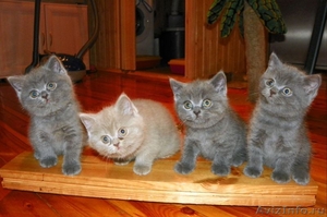 Продаются  клубные Британские котята, шоу-класса.  - Изображение #7, Объявление #446421